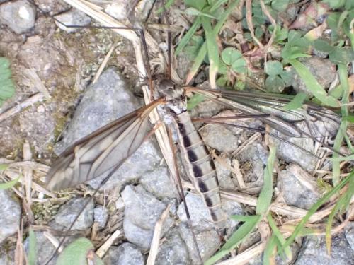 Tipula vittata